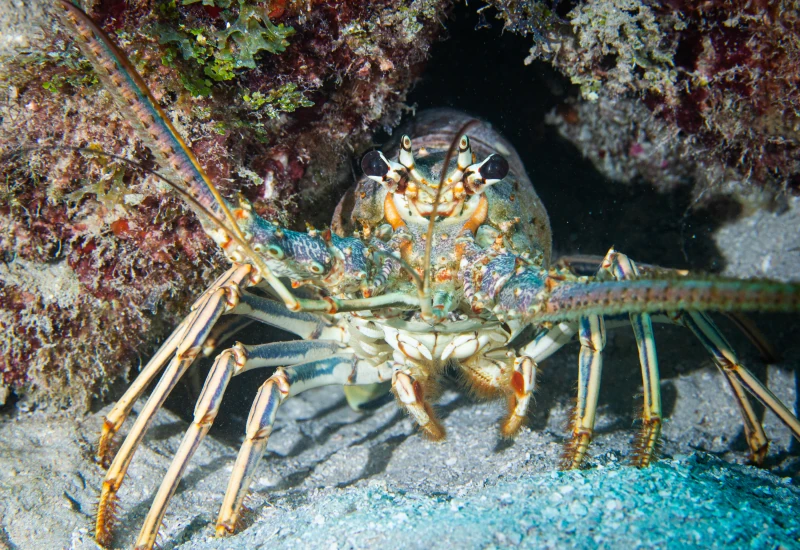 south florida reef spiney lobster